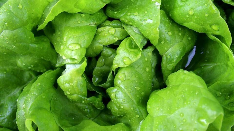 salad-771056_960_720|GLOVER_GARRAFA_5L